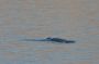 Baja05 - 143 * Early on day 3, we came upon a fin whale in the vicinity of Punta de la Gringa in Bahia de Los Angeles